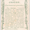 Chough.