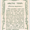 Artic tern.