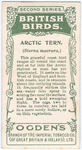 Artic tern.