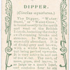 Dipper.