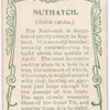 Nuthatch.