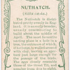 Nuthatch.