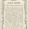 Jack snipe.