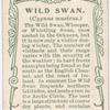 Wild swan.
