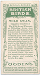 Wild swan.