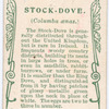 Stock-dove.