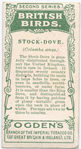 Stock-dove.