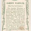 Garden warbler.