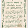 Garden warbler.