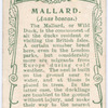 Mallard.
