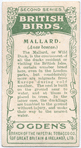 Mallard.