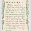 Water-rail.