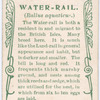 Water-rail.