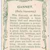 Gannet.