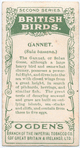 Gannet.