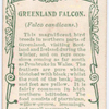 Greenland falcon.