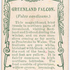 Greenland falcon.