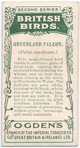 Greenland falcon.