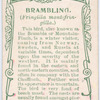 Brambling.