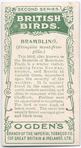 Brambling.