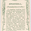 Spoonbill.