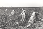 Picking cotton, Lake Dick Project, Arkansas, September 1938.