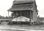 Cotton on porch of sharecropper's home, Maria plantation, Arkansas, October 1935.