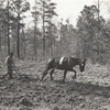 Spring plowing in cut-over region south of Marshall, Texas, April 1939.
