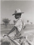 Resting the mules which get too hot when the cotton is high in mid-summer cultivation; King and Anderson Plantation, near Clarksdale, Mississippi Delta, Mississippi, August 1940.