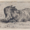 Ânon.