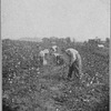 Cotton picking in Alabama.