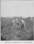 Cotton picking in Alabama.