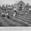 A profit of $2,723.61 on fifteen acres of strawberries; The strawberry field of an ex-slave who makes more money than the Governor of his State recieves as a salary.