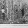 Pulling or chipping bark for turpentine in South Carolina; An enormous trade in this industry has been developed in recent years; [Courtesy of the Forest Service, U.S. Dept. of Agriculture.]