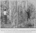 Pulling or chipping bark for turpentine in South Carolina; An enormous trade in this industry has been developed in recent years; [Courtesy of the Forest Service, U.S. Dept. of Agriculture.]