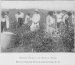Cotton picking on school farm - Brewer Normal School, Greenwood, S.C.