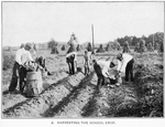 Harvesting the school crop.