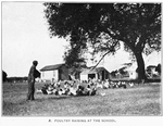 Poultry raising at the school.