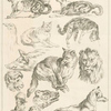 Cats, goose, pig, lions, monkey, chickens, foxes.