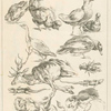 Chickens, ducks, goose, elk, lobster, lizards, monkeys.