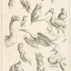 Assortment of birds.