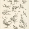 Assortment of birds.