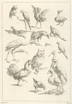 Assortment of birds.