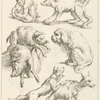 Monkeys, dogs and boars.