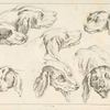 Studies of heads of dogs.
