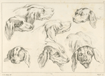 Studies of heads of dogs.