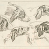 Studies of heads of dogs.