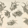 Studies of heads of goats.