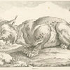 Lynx
