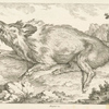 Boar